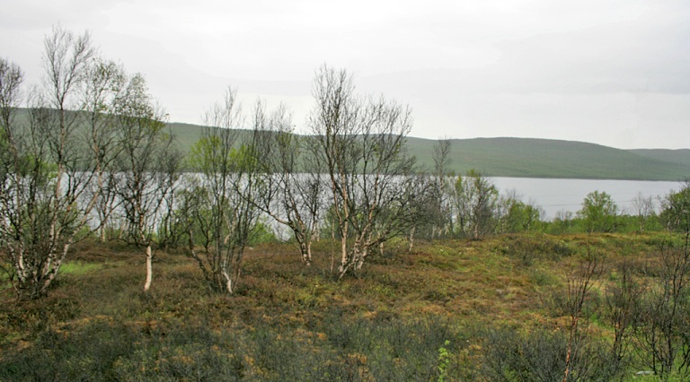 pulmankijärvi ja koivikko